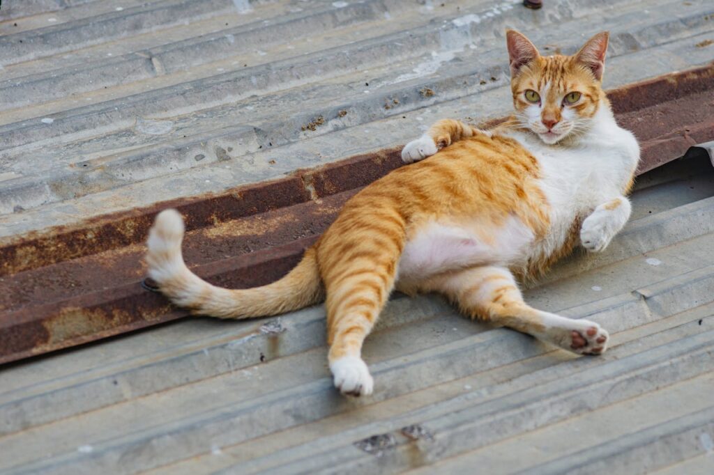 Do Cats Fart
