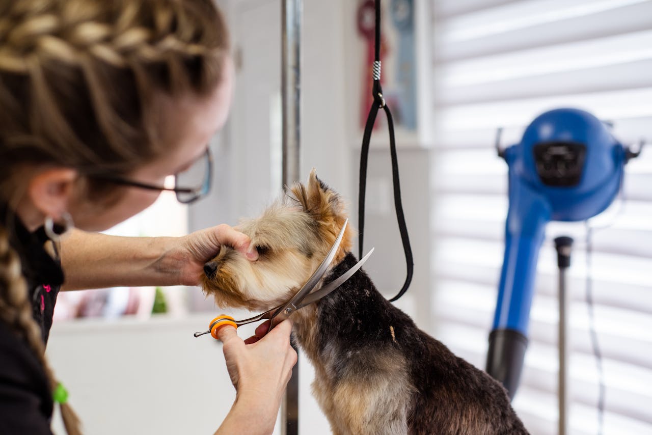 Dog Grooming Tools: Complete Guide for Pet Owners