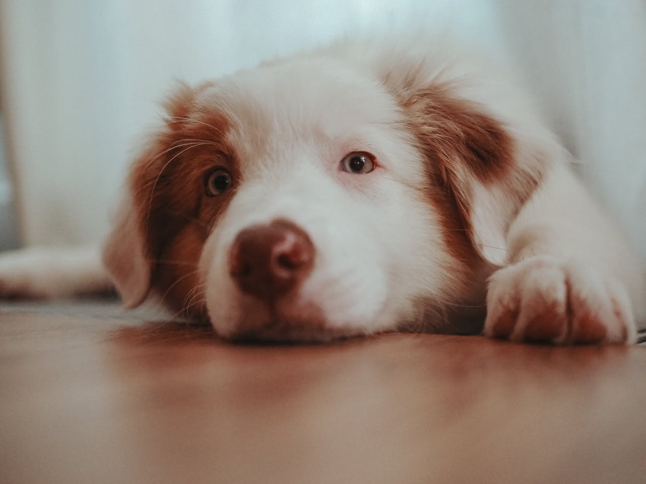 How Do Dogs Get Worms? A Complete Guide