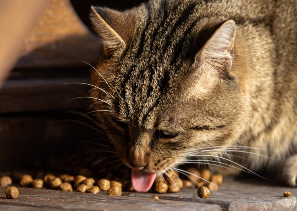 What Food Do Senior Cats Need