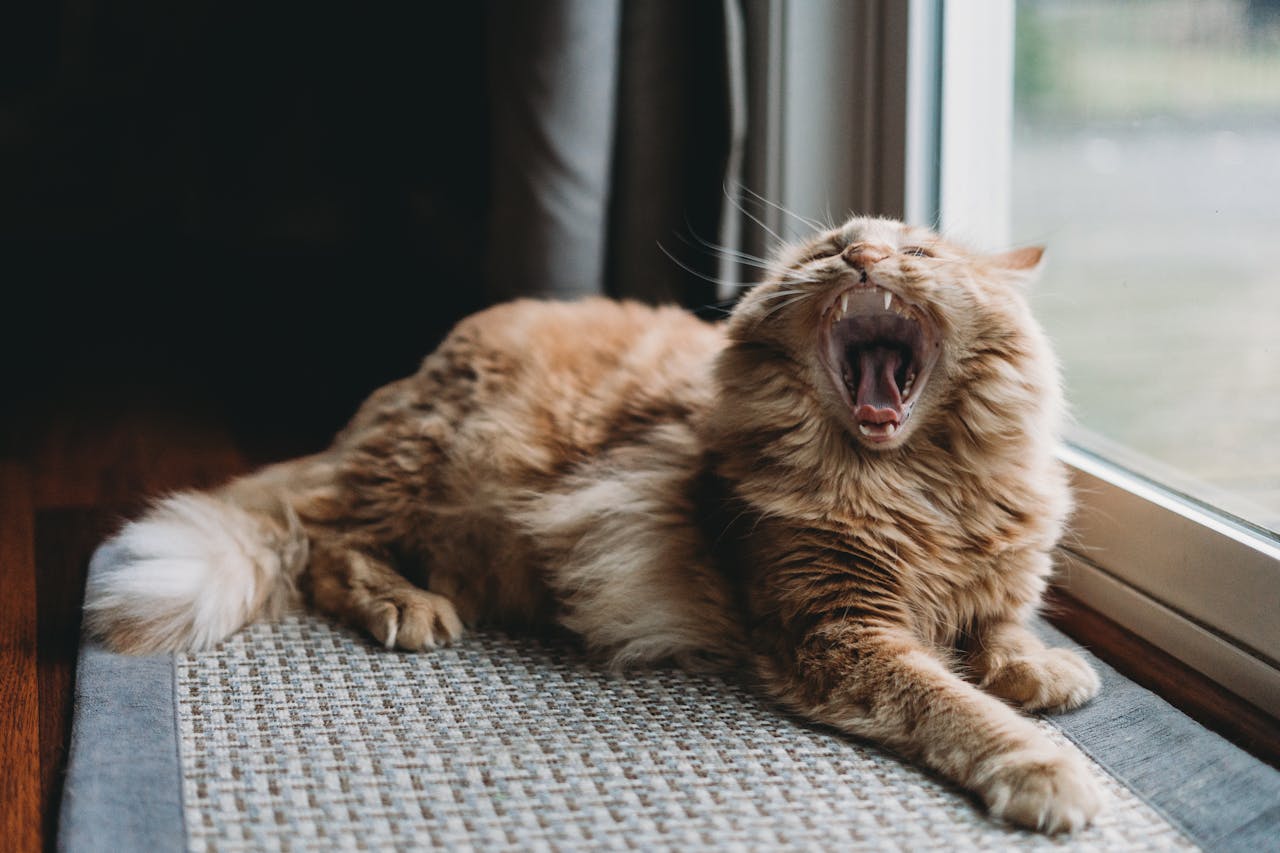 Are Senior Cats More Vocal?