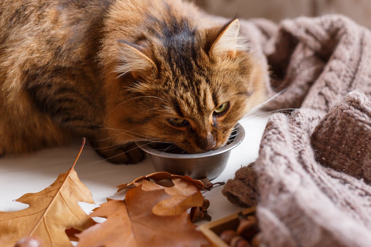 What Food Do Senior Cats Need?