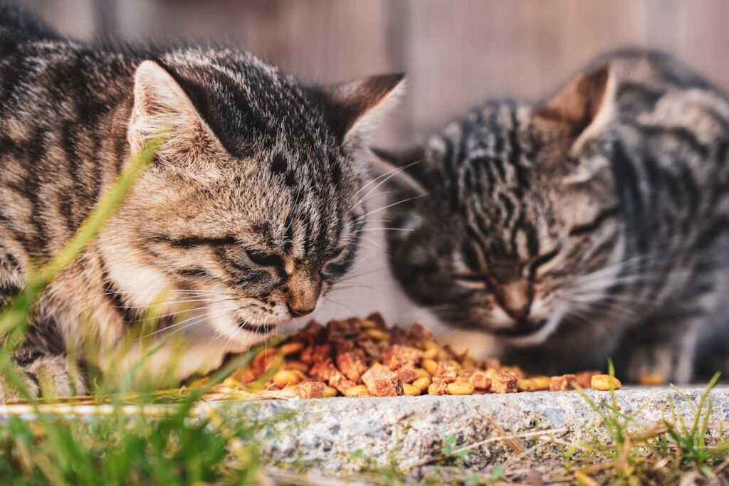 Can Adult Cats Eat Kitten Food