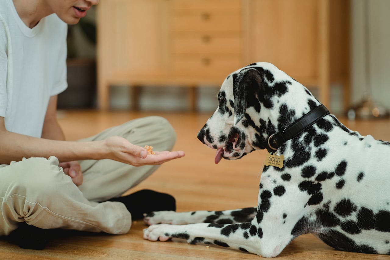Are Cucumbers Good for Dogs? Complete Guide