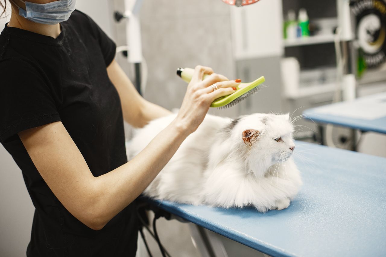 Does Petco Groom Cats?