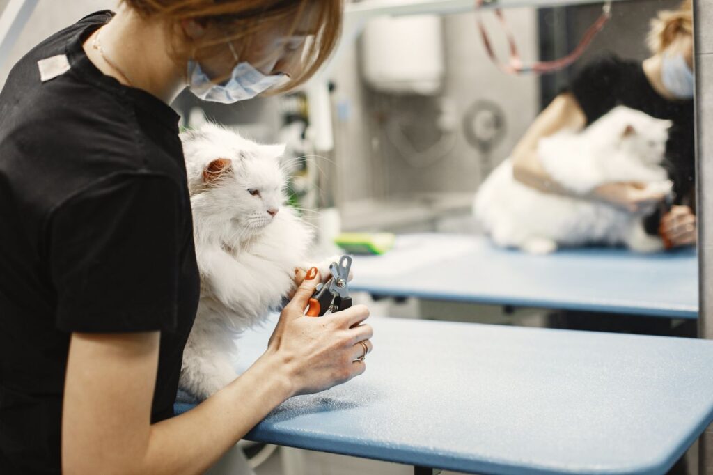 Does Petco Groom Cats