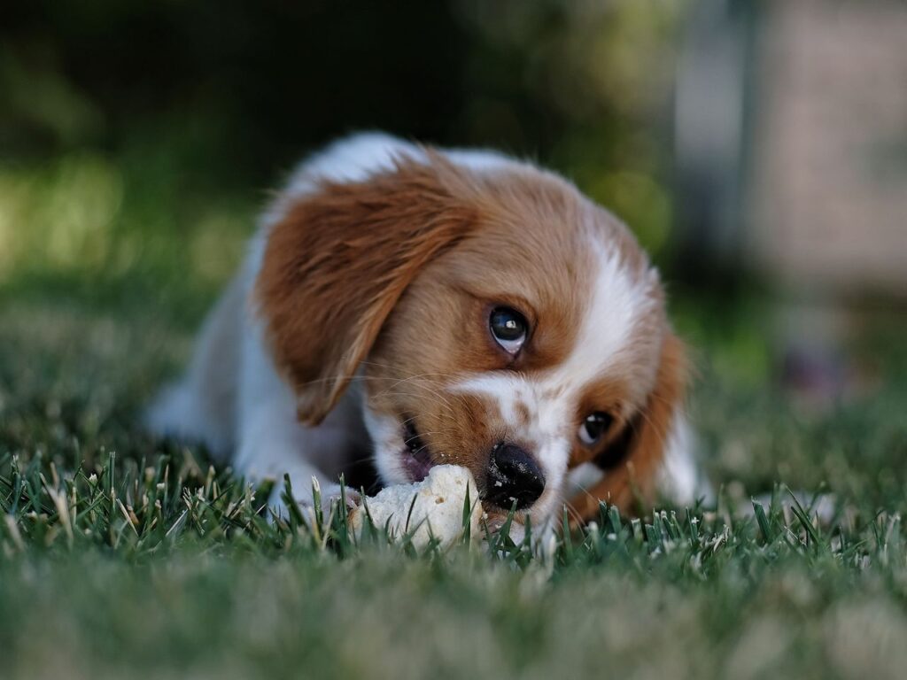 Can Puppies Eat Ham Bones