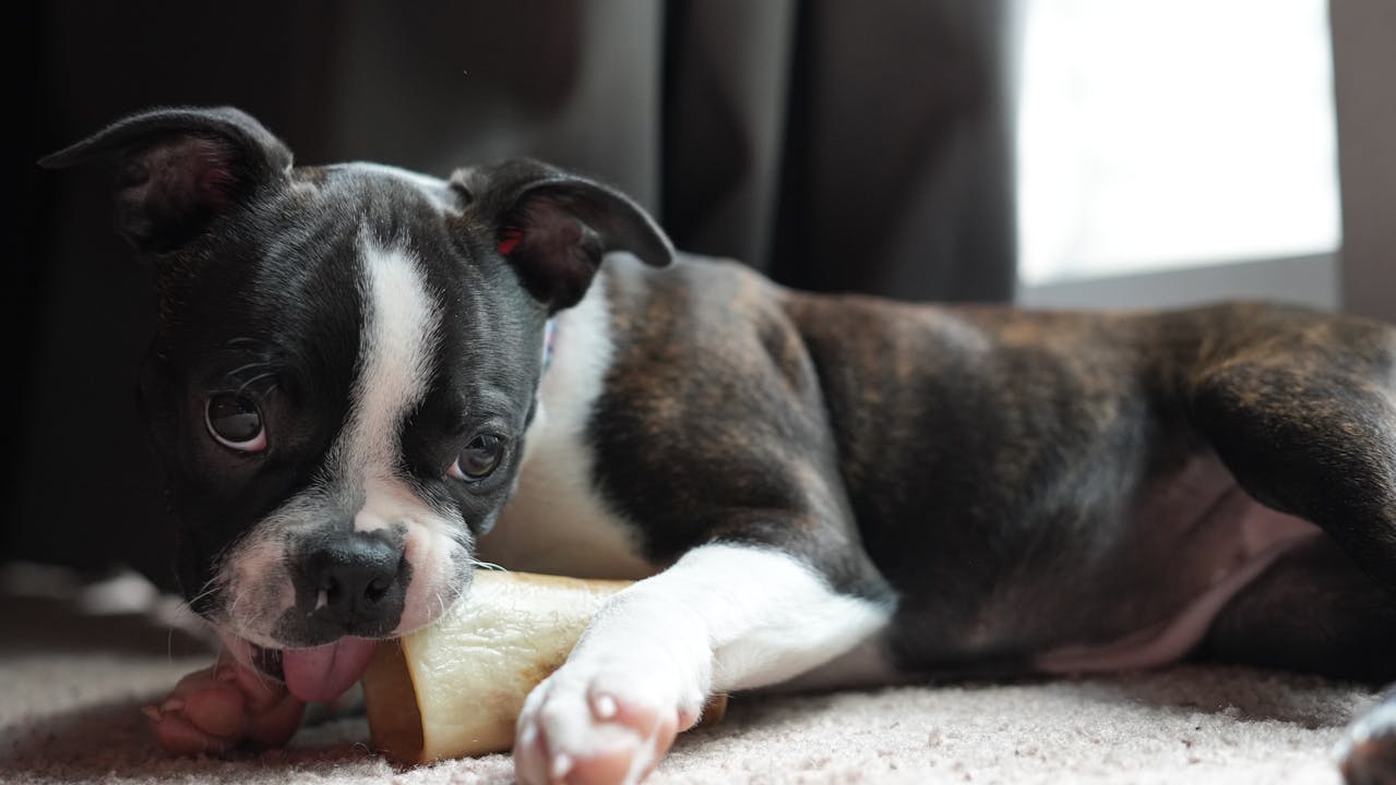 Can Puppies Eat Ham Bones?