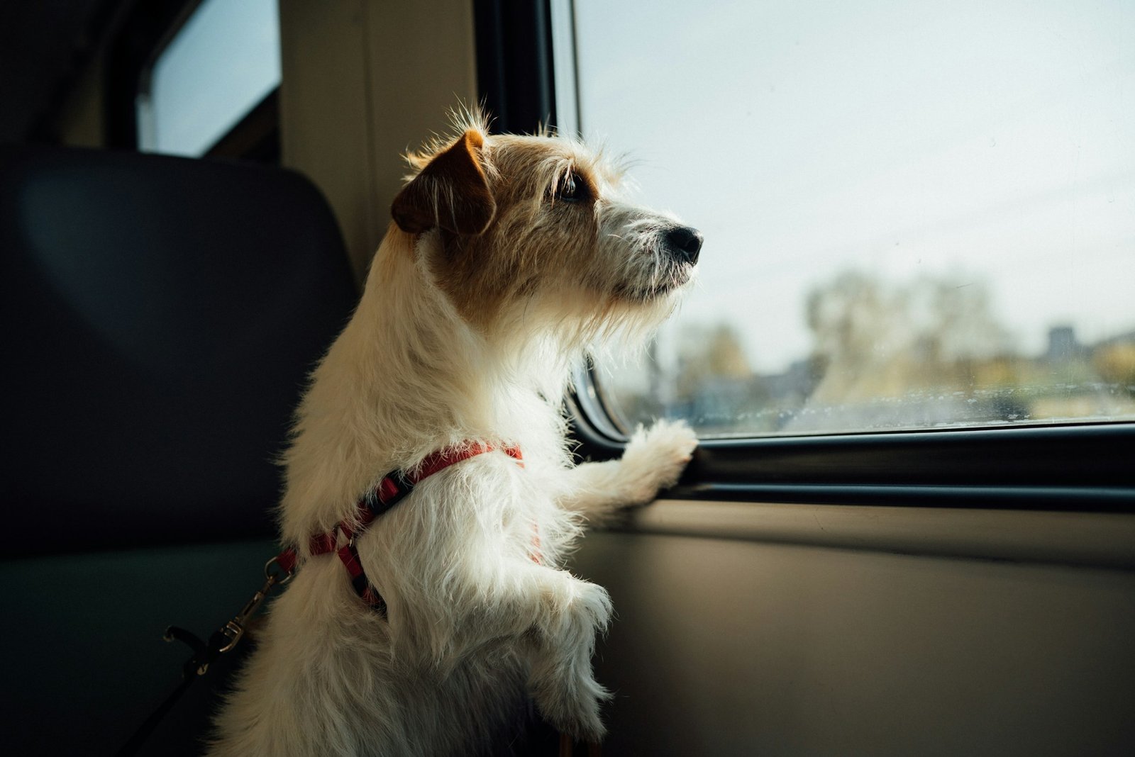 Common Signs of Dog Separation Anxiety