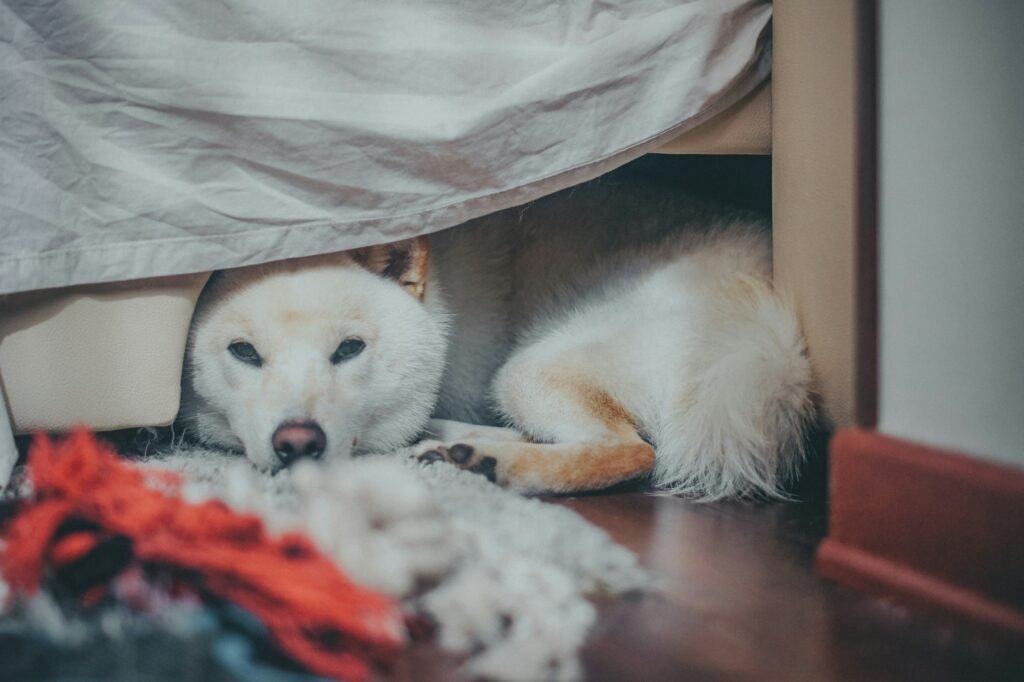 Common Signs of Dog Separation Anxiety