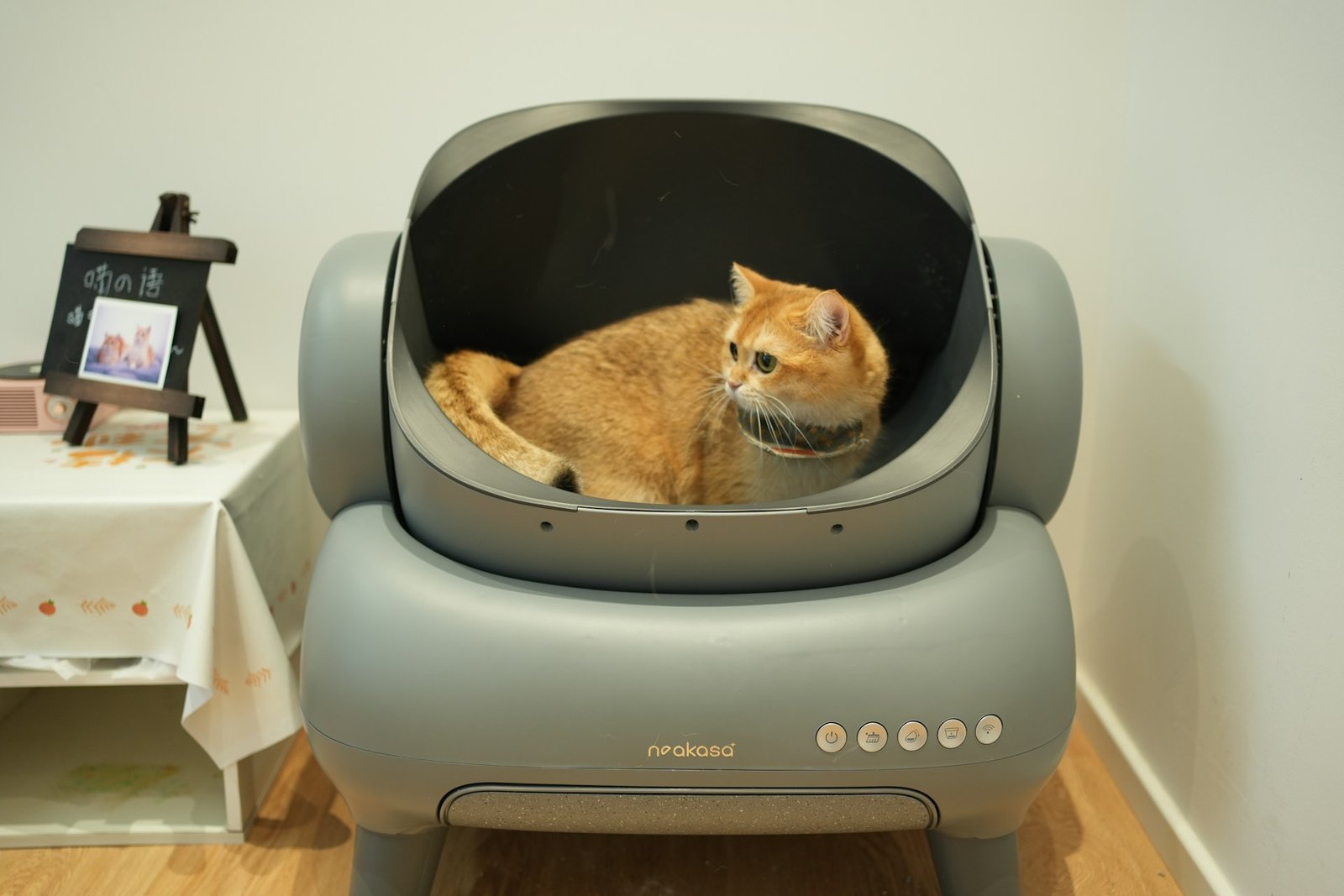 How to Train a Cat to Use a Litter Box?