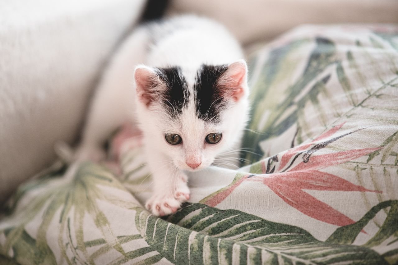 Why Do Cats Knead?