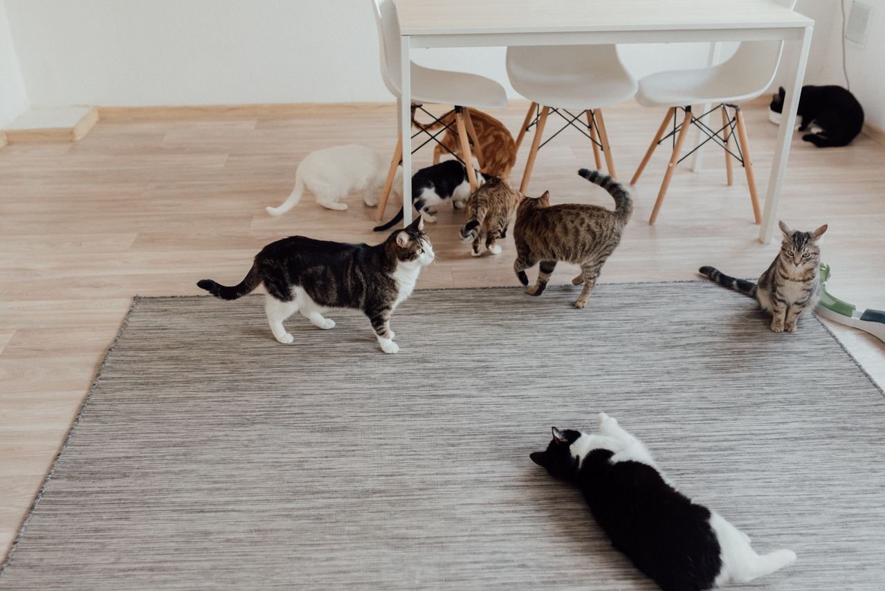 Best Indoor Cat Enrichment Ideas: Keeping Them Stimulated at Home