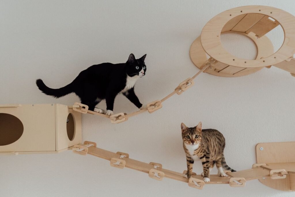 Best Indoor Cat Enrichment