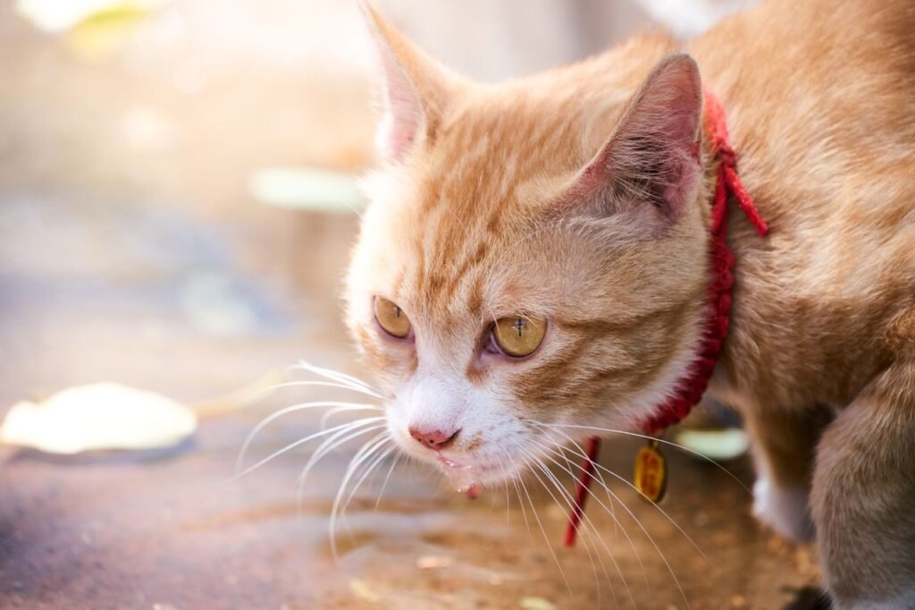 Signs of a Cat in Pain
