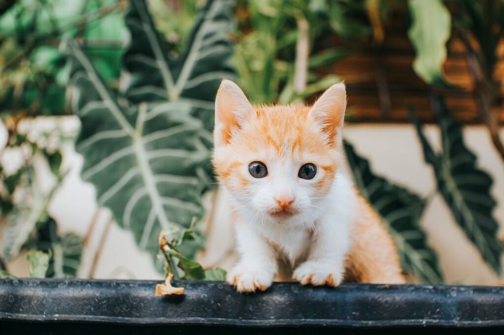 How to Train a Cat to Use a Litter Box