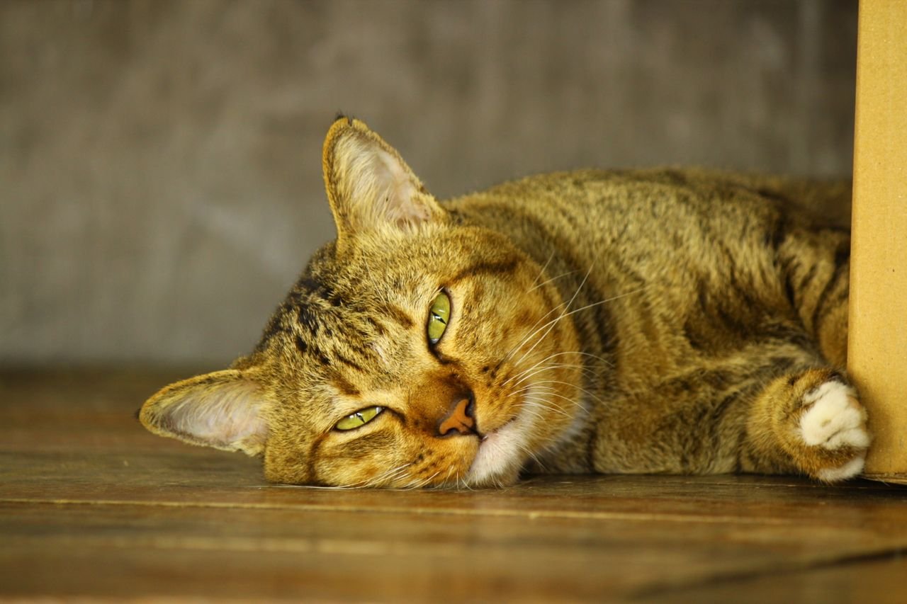 10 Signs of a Cat in Pain: The Ultimate Guide