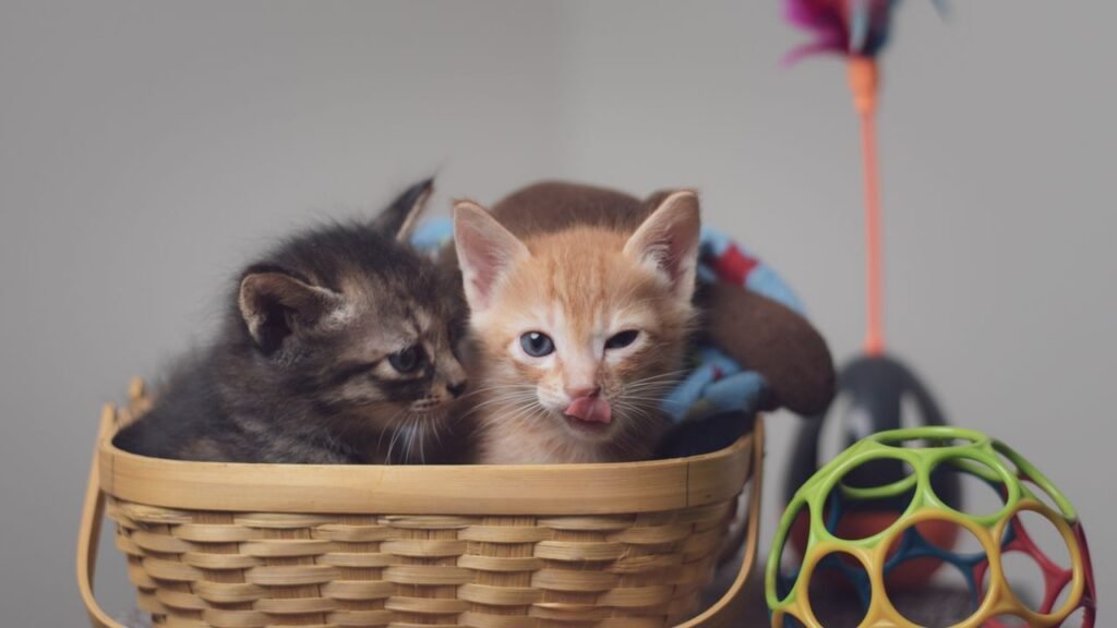 How to Socialize a Kitten