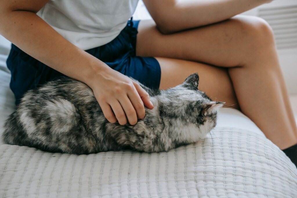 Why Do Cats Knead