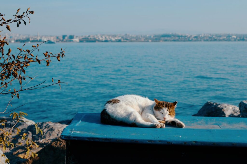 Why Do Cats Hate Water