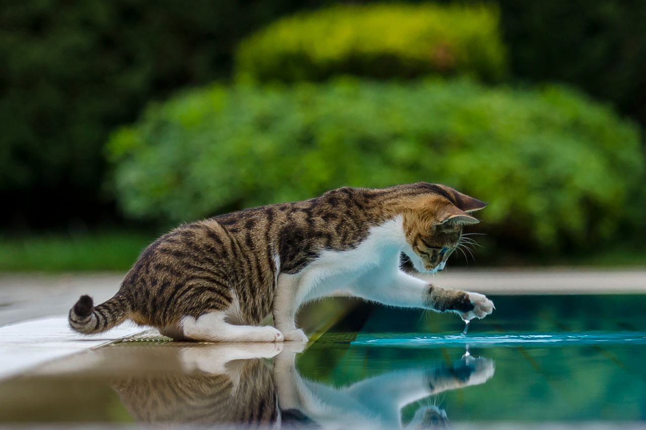 Why Do Cats Hate Water?