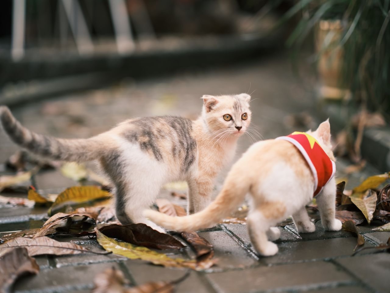 How to Socialize a Kitten?