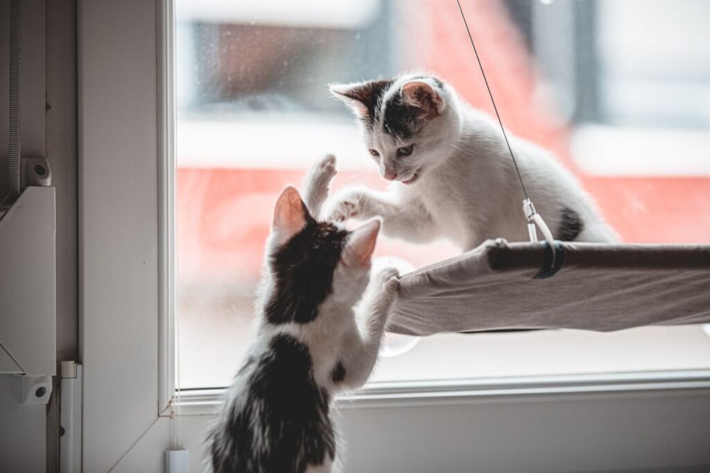 Top Benefits of a Cat Window Perch
