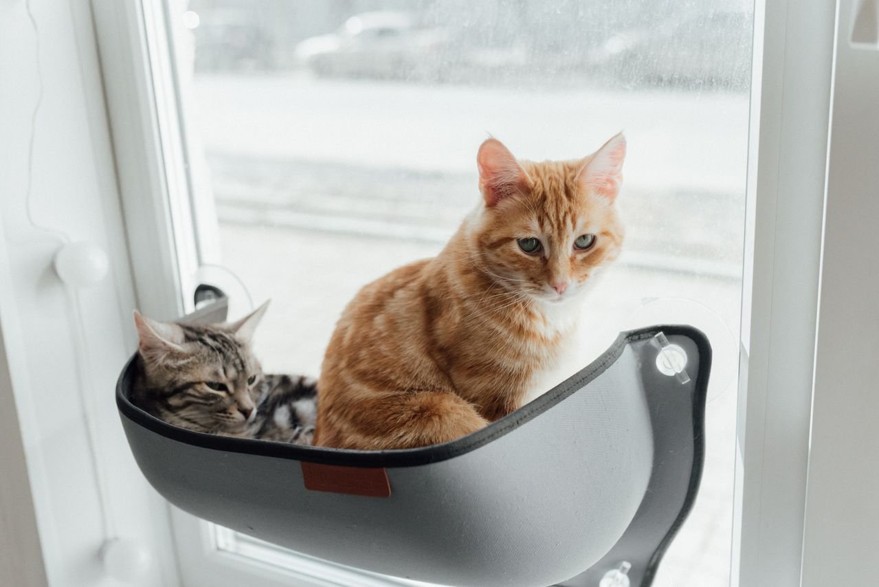 Top Benefits of a Cat Window Perch