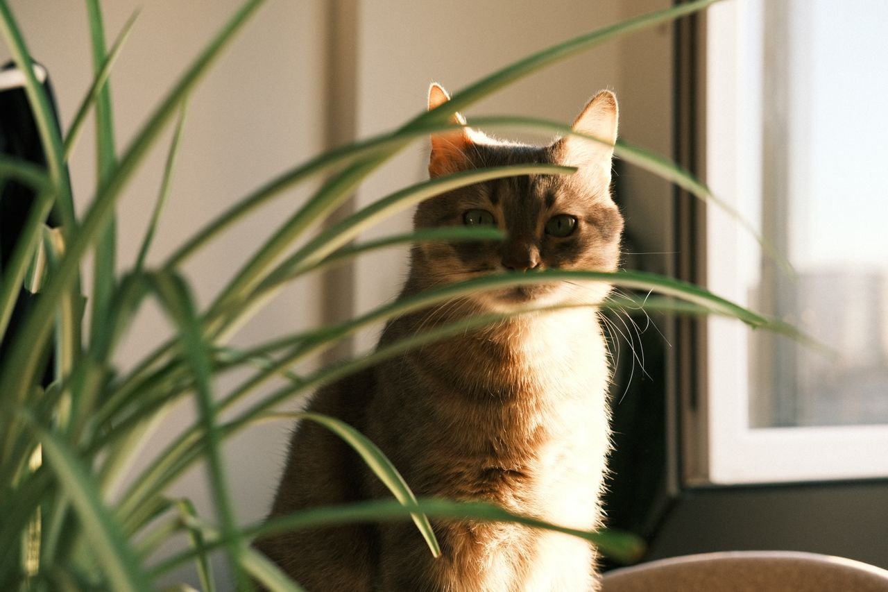 Best Pet Safe Plants for Home