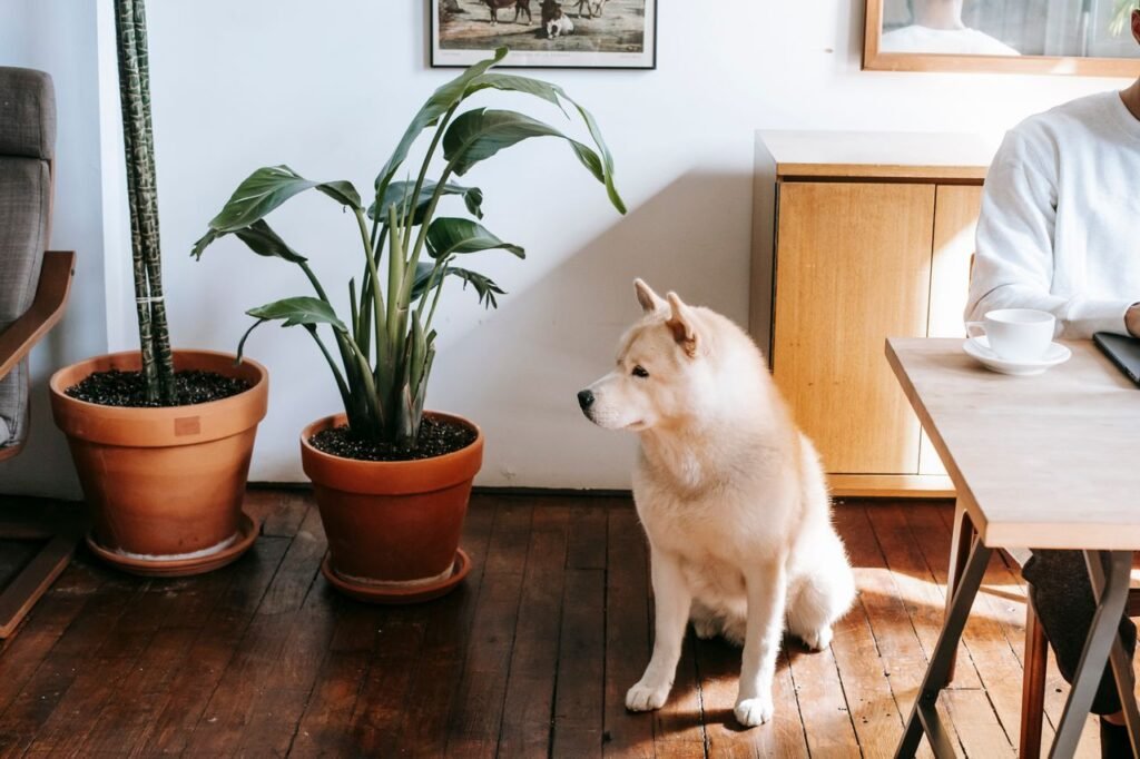 Best Pet Safe Plants for Home